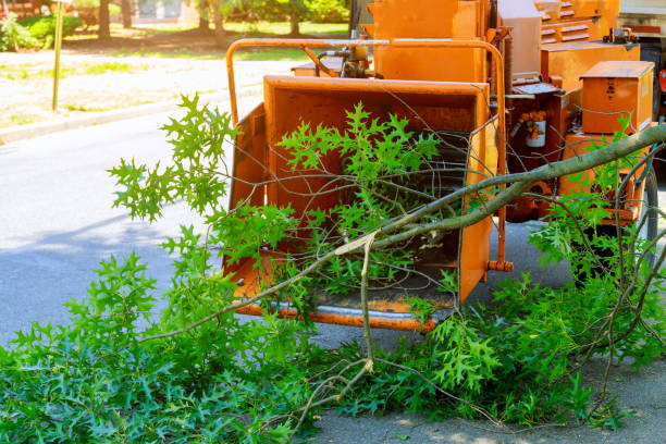 Trusted Upper Saddle River, NJ Tree Care Services Experts